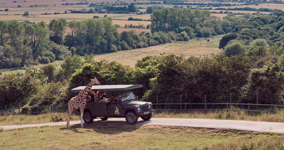 Giraffe safari at Port Lympne Reserve in Kent, UK