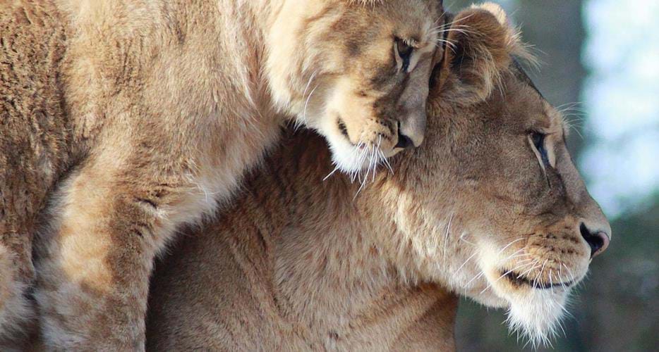 Safari & Animal Encounters | The Aspinall Foundation