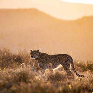 Cheetah rewilded by The Aspinall Foundation in South Africa
