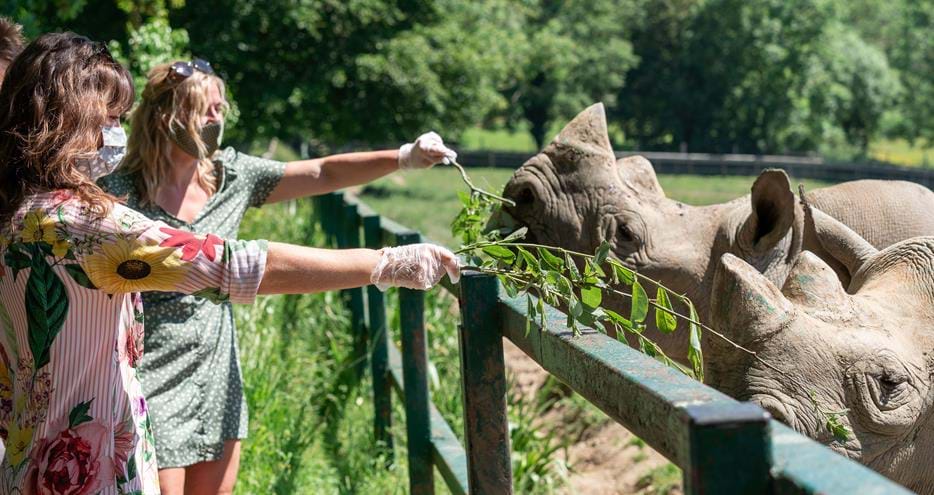 Animal Experiences - Animal Encounters At Port Lympne | The Aspinall  Foundation