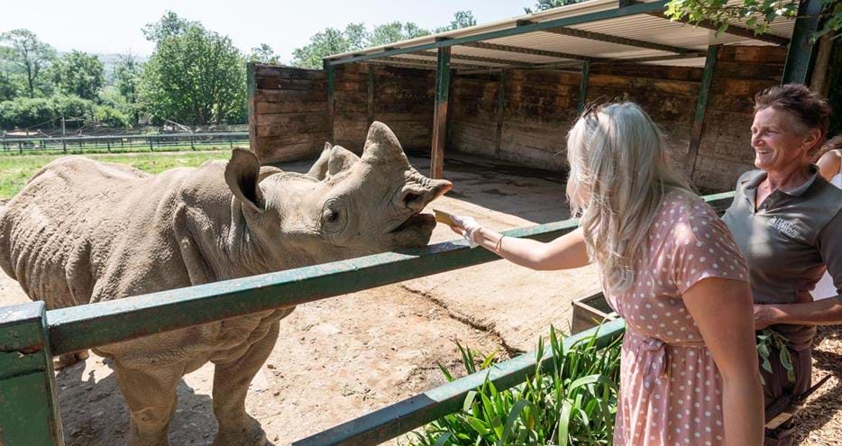 Rhino encounter at Port Lympne Hotel & Reserve in Kent