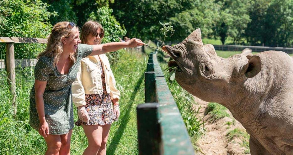 Feed a Rhino Encounter at Port Lympne Reserve in Kent