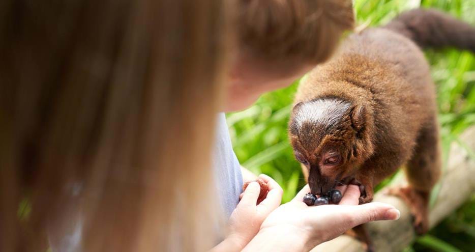 Feed a lemur at Howletts Wild Animal Park in Kent
