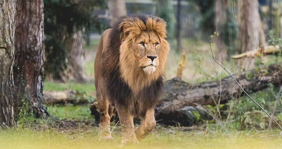 Zulu the African lion at Port Lympne Reserve
