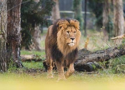 Zulu the African lion at Port Lympne Reserve