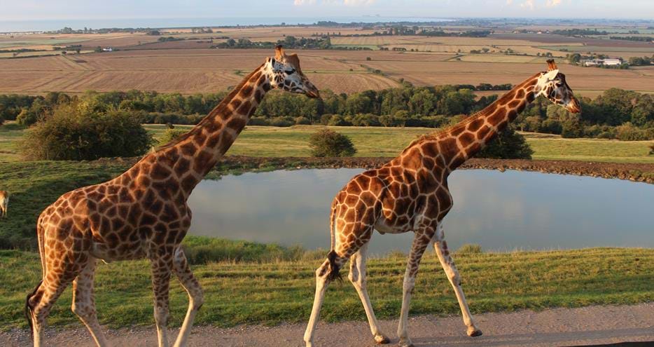 Giraffes on safari at Port Lympne Hotel & Reserve in Kent, UK