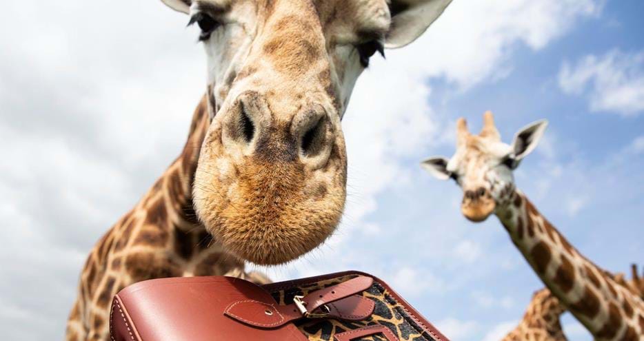 Cambridge satchels photoshoot at Port Lympne Hotel & Reserve in Kent