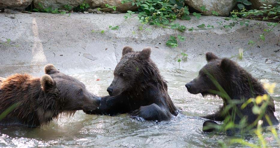 Brown bear cubs at Port Lympne Reserve in Kent
