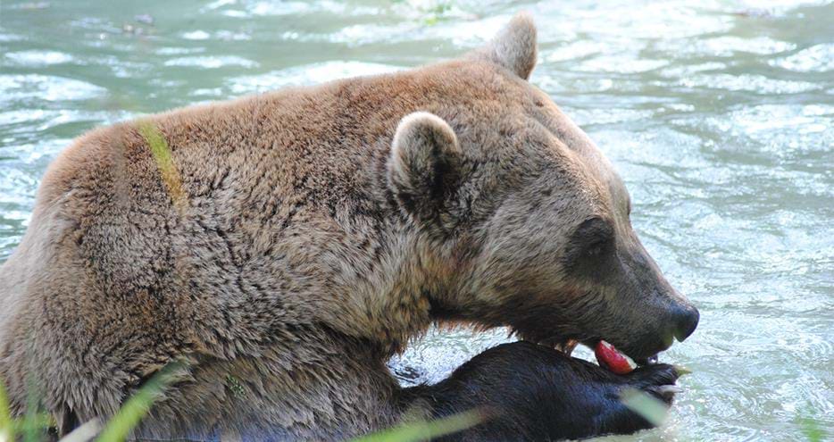 Julio the brown bear at Port Lympne Reserve in Kent