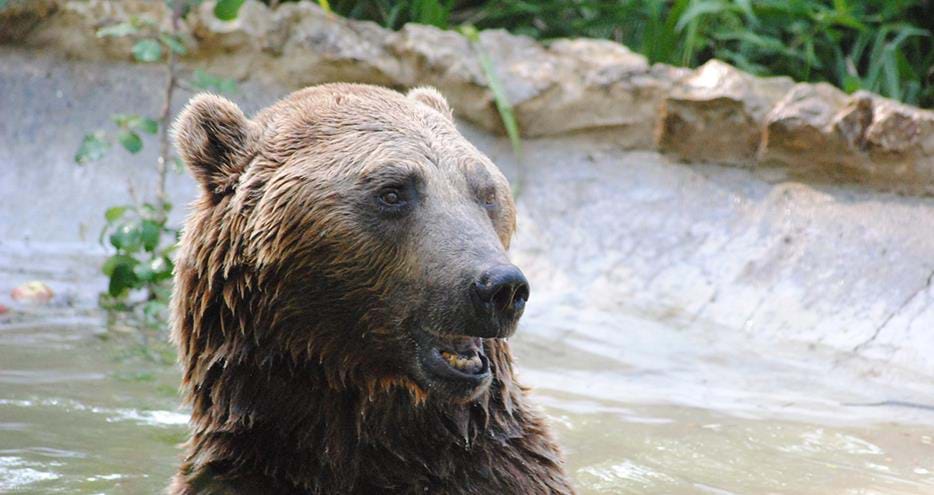 Julio the brown bear at Port Lympne Reserve in Kent
