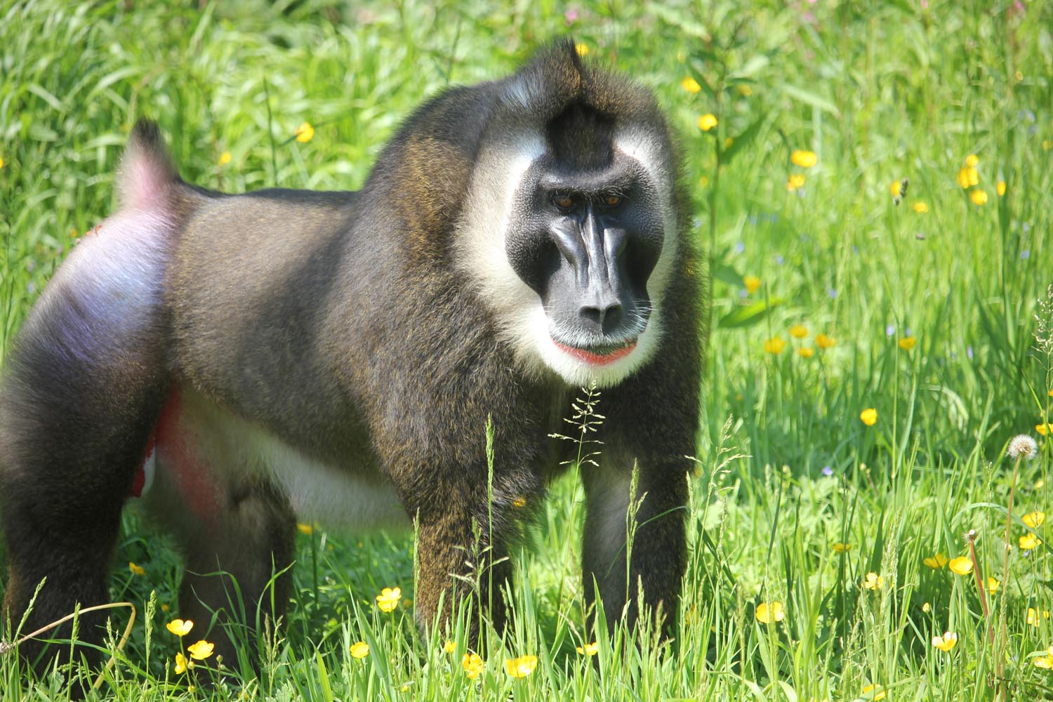 Animal Keeper - Primate Section