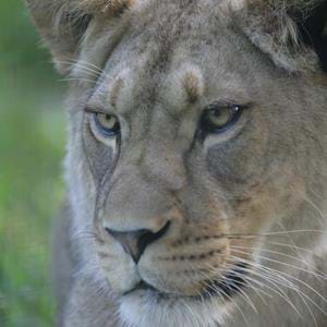 Barbary Lioness Saffiya credit Dave Rolfe.jpg