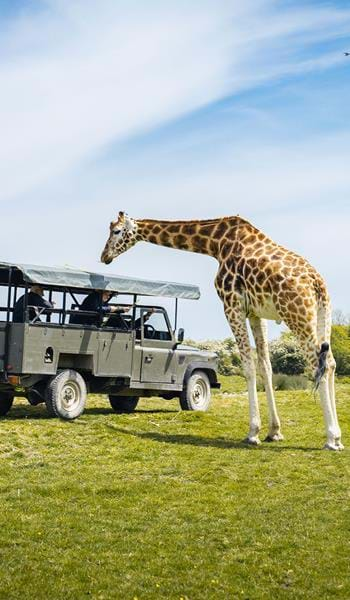 drive through safari kent