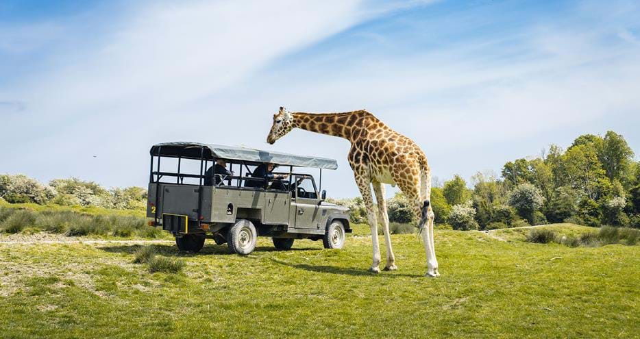 Safari experiences at Port Lympne Hotel & Reserve filming location in Kent