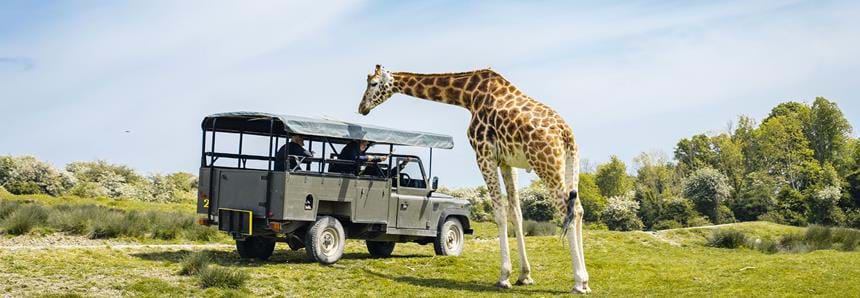 Safari experiences at Port Lympne Hotel & Reserve filming location in Kent