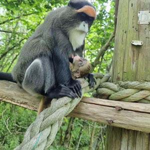 Baby Debrazza Monkey Born at Port Lympne reserve in Kent May 2022
