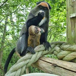 Baby Debrazza Monkey Born at Port Lympne reserve in Kent May 2022