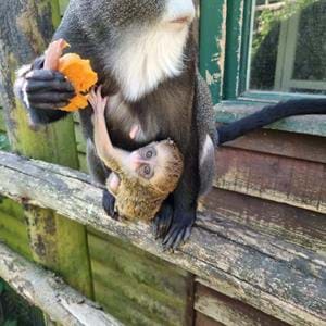 Baby Debrazza Monkey Born at Port Lympne reserve in Kent May 2022