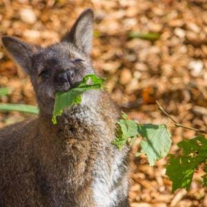 Wallaby port lympne 2.jpg