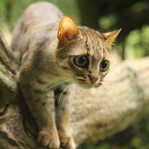 Rusty-spotted-cat-(3).jpg