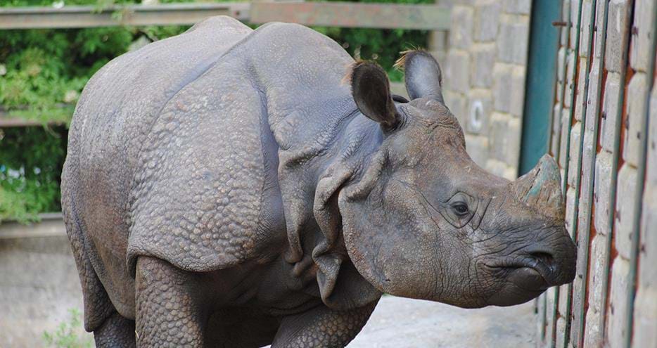 Orys, Indian rhino arrives at Port Lympne Hotel & Reserve in Kent