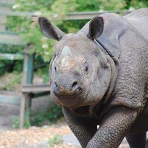 Orys, Indian rhino arrives at Port Lympne Hotel & Reserve in Kent