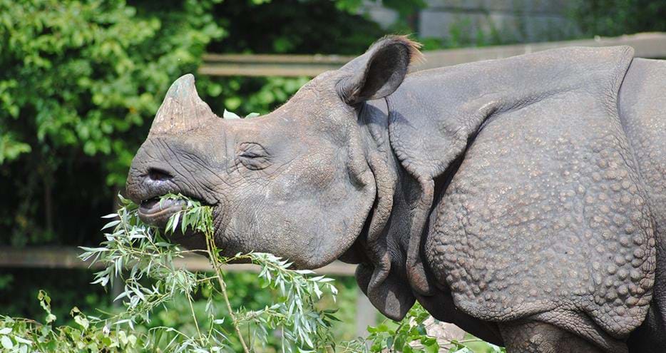 Orys, Indian rhino arrives at Port Lympne Hotel & Reserve in Kent