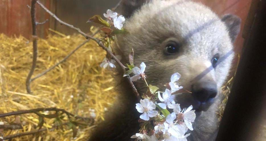 Brown bear cub, Boki aged 12 weeks at Port Lympne Hotel & Reserve in Kent