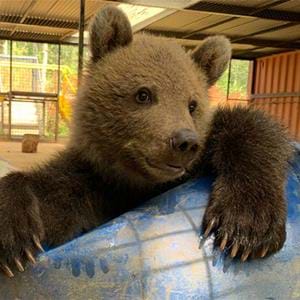 Brown bear cub, Boki at Port Lympne Hotel & Reserve in Kent