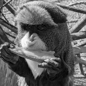 Cabinda, Europe's oldest Debrazza Monkey has passed away at Port Lympne Reserve in Kent, UK