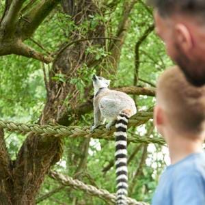 Howletts - guests and lemur.jpg