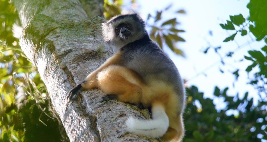 New protected area raises hopes for critically endangered monkey