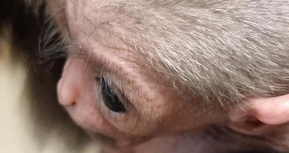 Javan gibbon baby at Port Lympne Reserve in Kent 2022