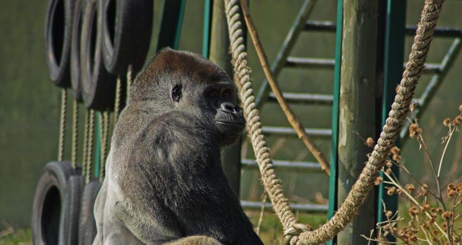 Ambam the gorilla sadly passed away at Port Lympne Reserve in Kent