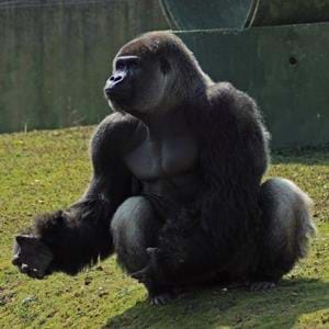 Ambam the gorilla sadly passed away at Port Lympne Reserve in Kent