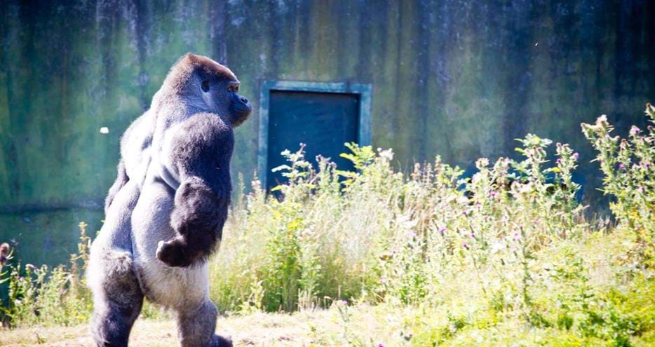Ambam the gorilla sadly passed away at Port Lympne Reserve in Kent