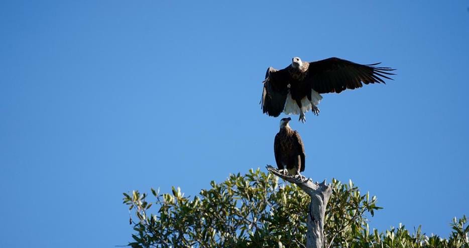 Madagascar Fish Eagle Maevatanana-Ambato-Boeni
