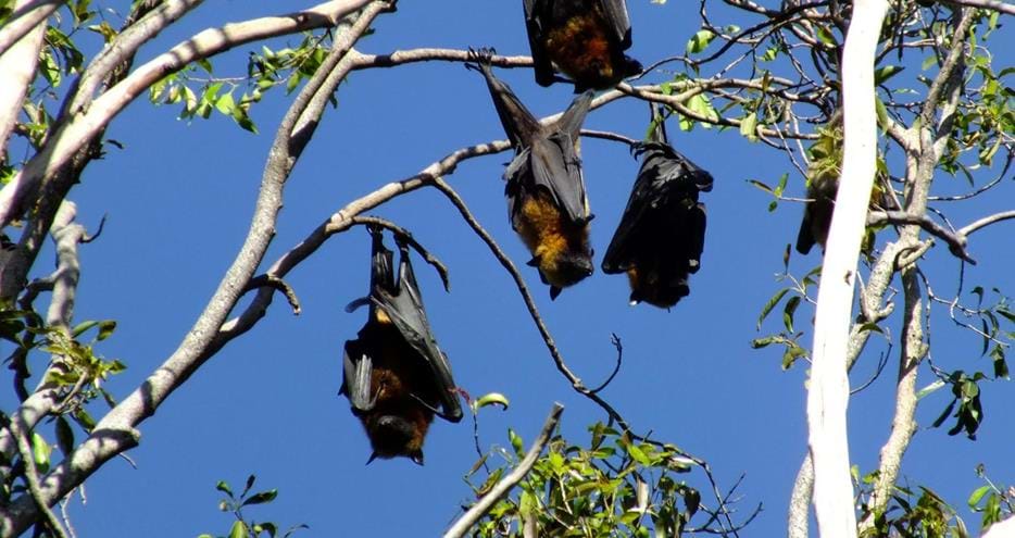 Madagascar Flying Foxes Maevatanana-Ambato-Boeni