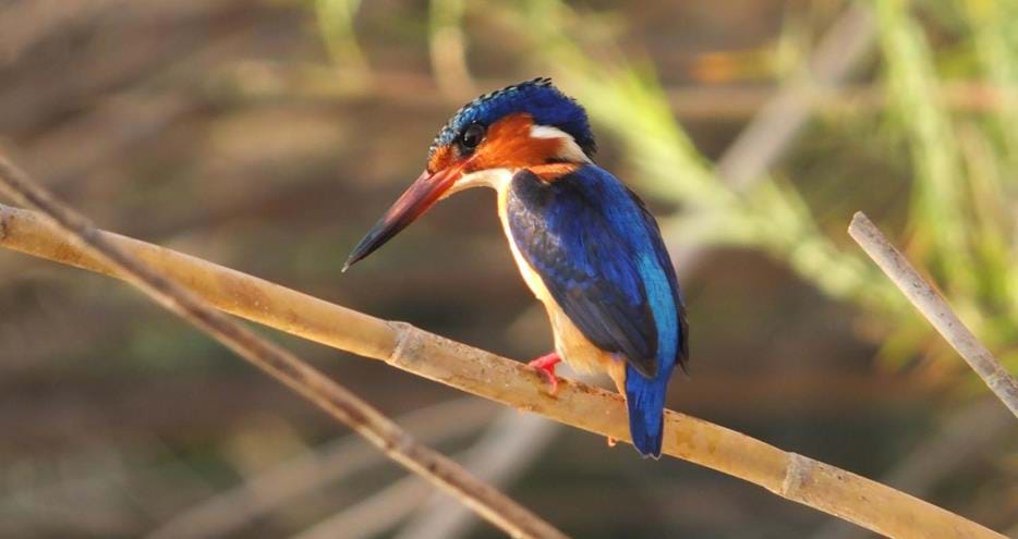 Madagascar Kingfisher Maevatanana-Ambato-Boeni