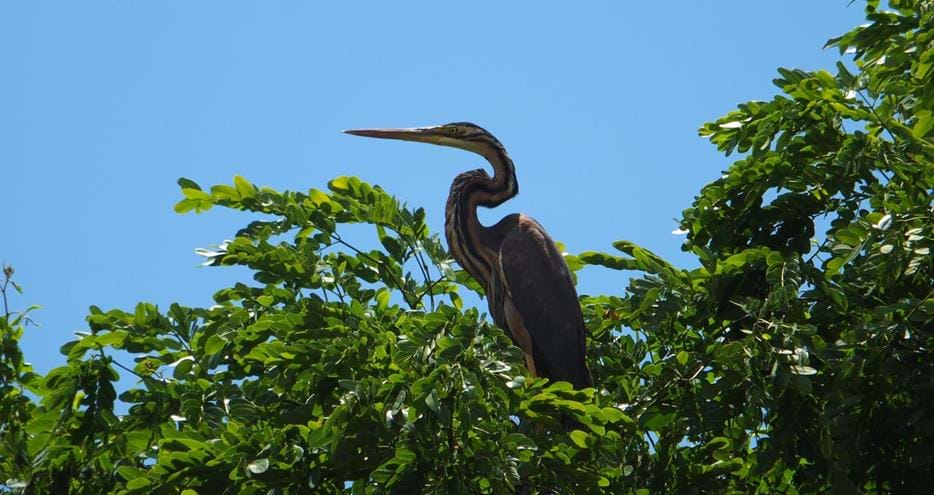 Purple heron Maevatanana-Ambato-Boeni