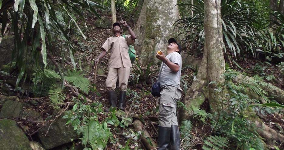 Andriantantely lemur monitoring by transects