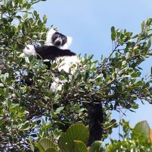 Black & White Ruffed Lemur at Andriantantely.jpg