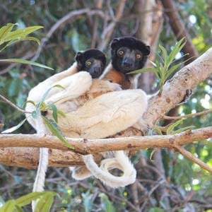Crowned sifaka mother and baby Ambato-Boeni.jpg