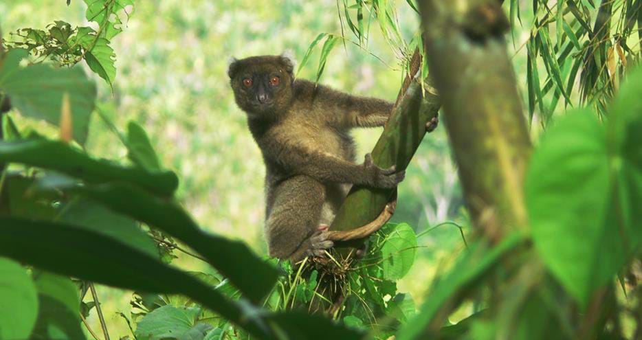 Greater bamboo lemur Andrianantely
