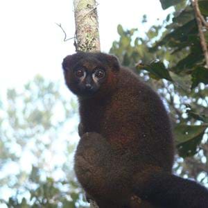 red-bellied-lemur-by-Tony-King-_-The-Aspinall-Foundation