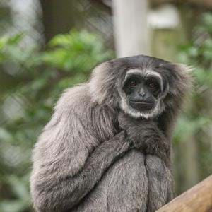 Iwok the Javan gibbon at Howletts Wild Animal Park, 1990-2022