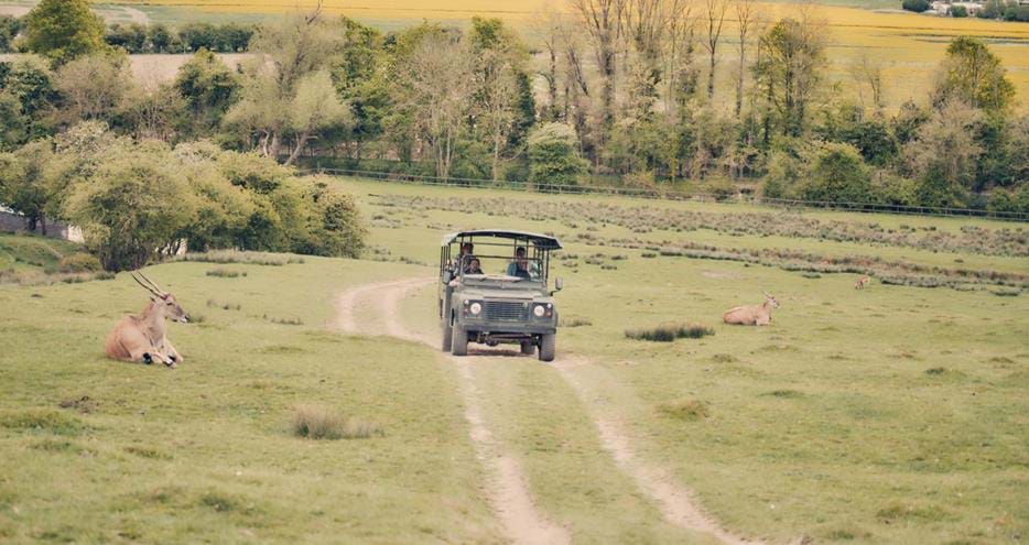 Safari experience at Port Lympne Hotel & Reserve in Kent