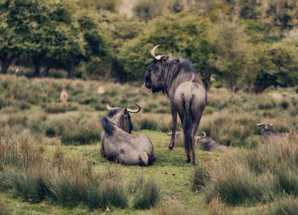 Wildebeest at Port Lympne Hotel & Reserve in Kent