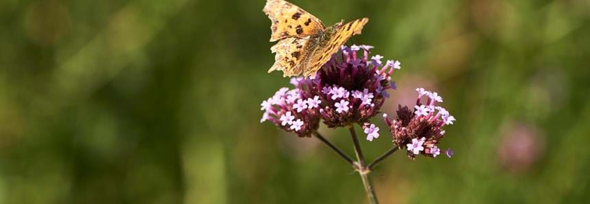 Butterfly at Port Lympne Hotel Gardens in Kent