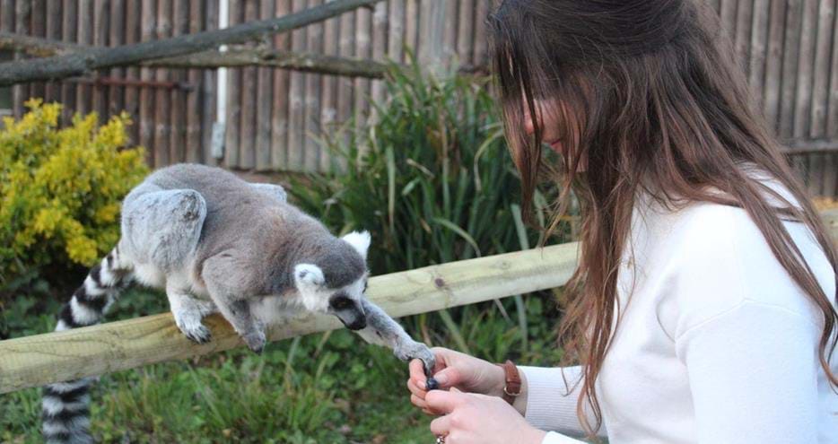 Feeding a ring-tailed lemur at Howletts Wild Animal Park in Kent
